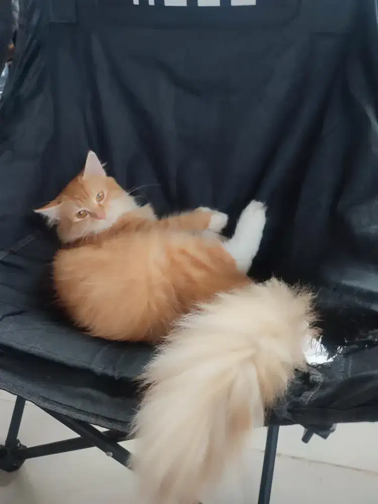 Persia Oyen mau 1 th