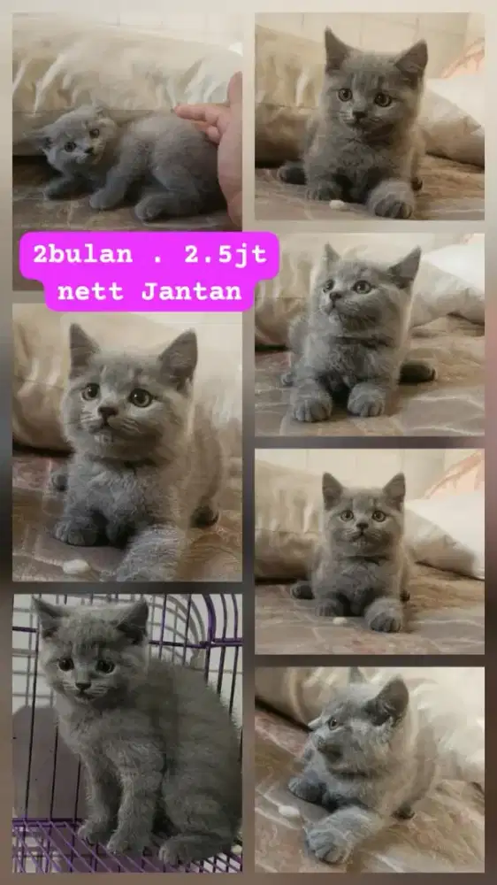 BSH . Usia 2bulan dan 3.5bulan