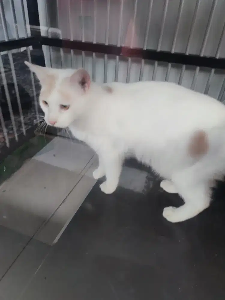 Kucing Putih Domestik