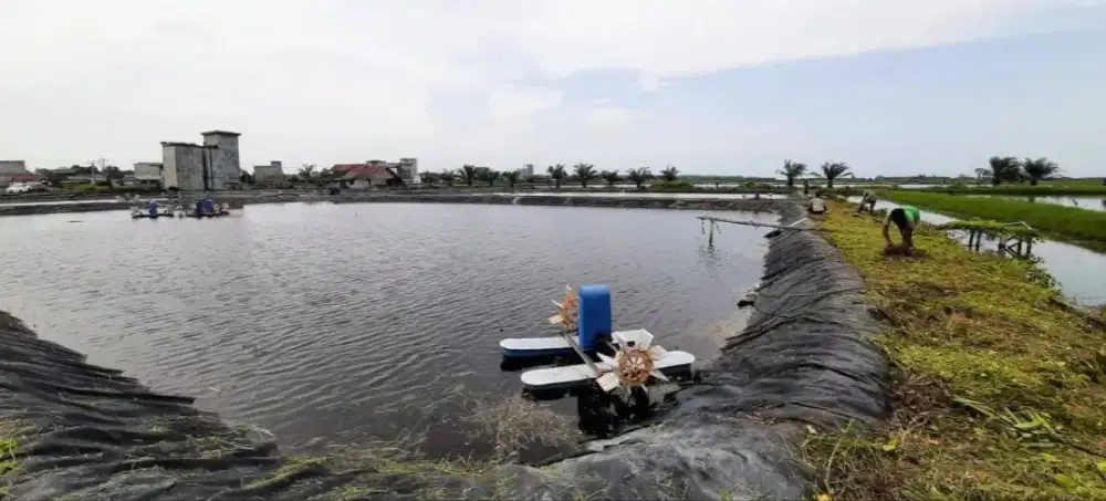 TAMBAK UDANG VANAME INTENSIF