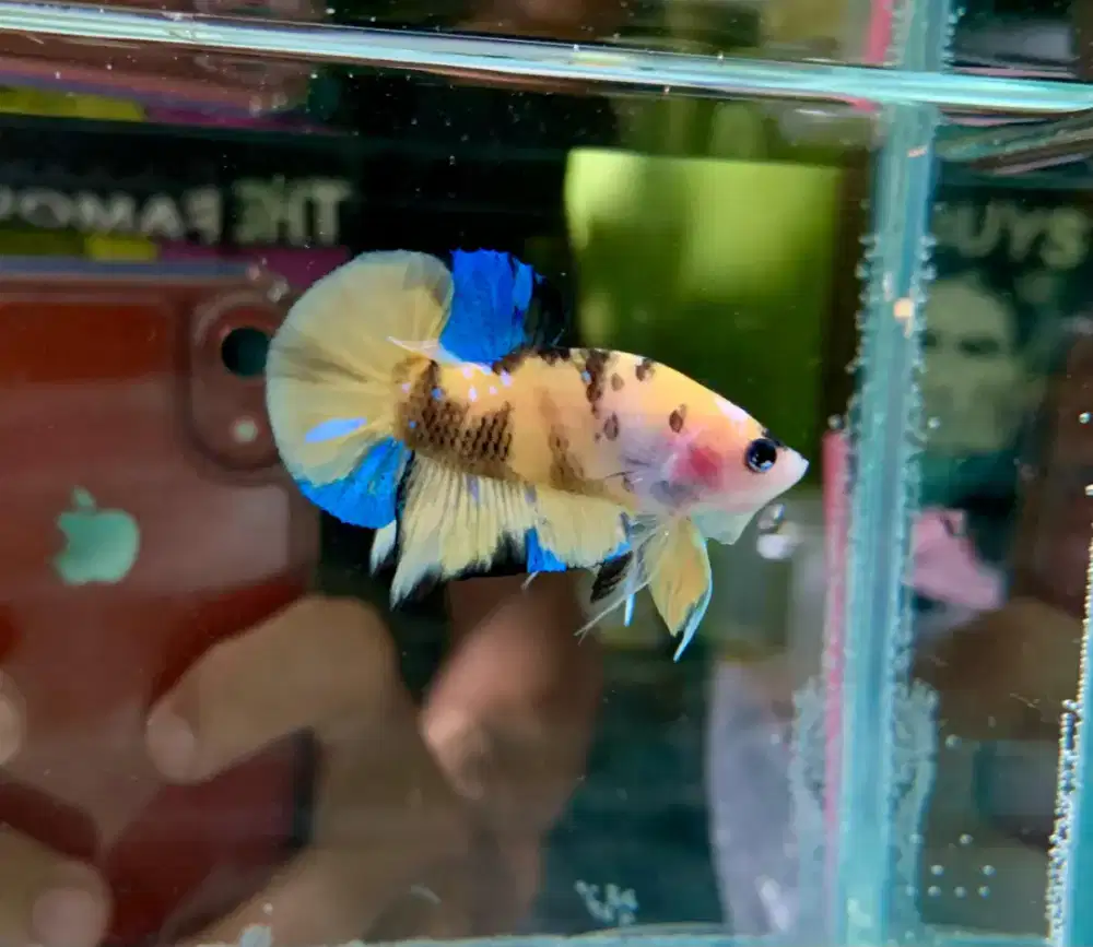 Ikan cupang hias