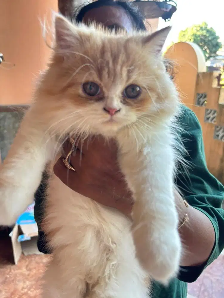 Kitten Persia Betina