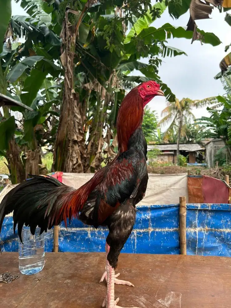 Ayam bangkok x mangon