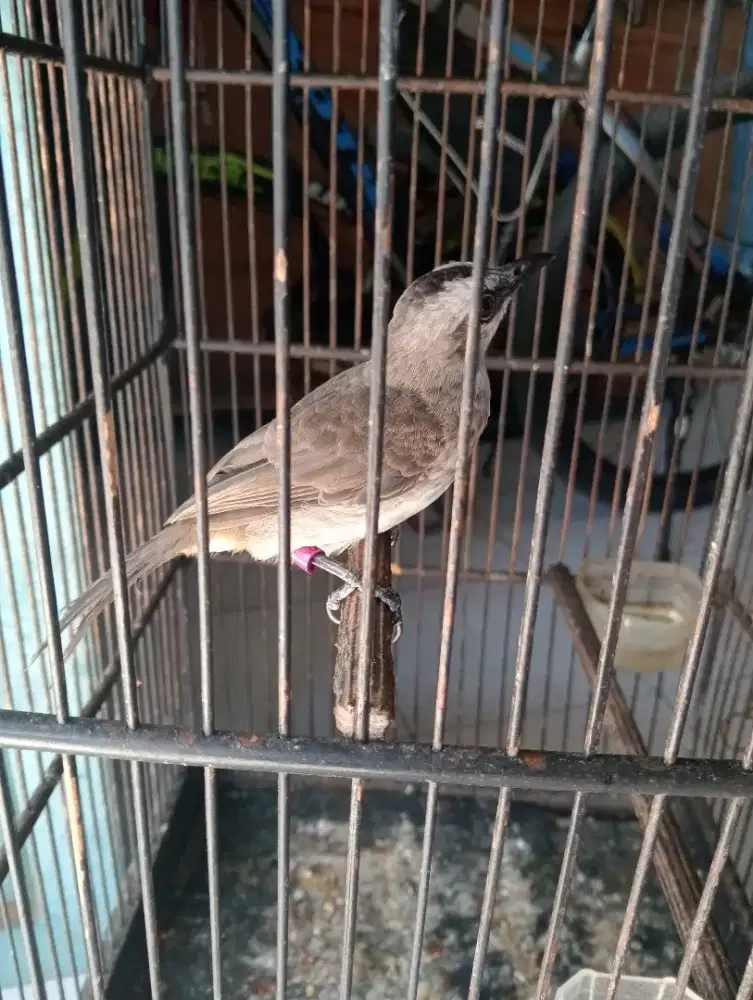 Burung trucukan jantan jinak