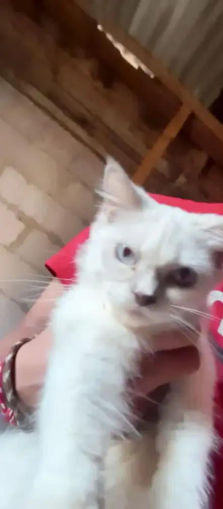 Di mahar 2 ekor anabul (Persia dan himalayan)