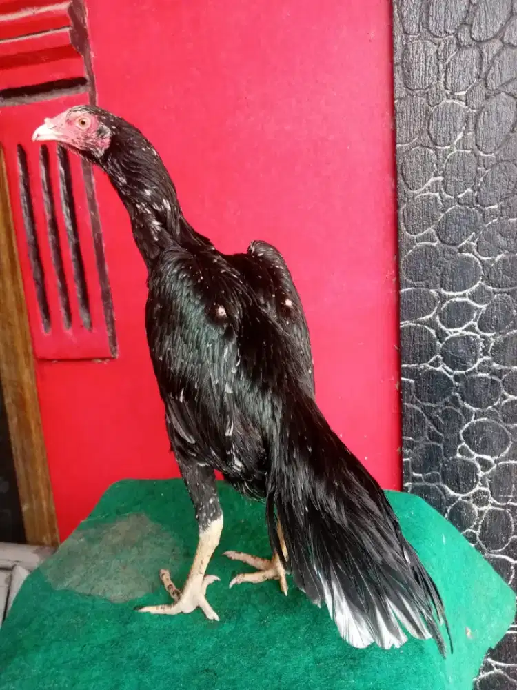 Induk Ayam ipressa line ekor dlosor