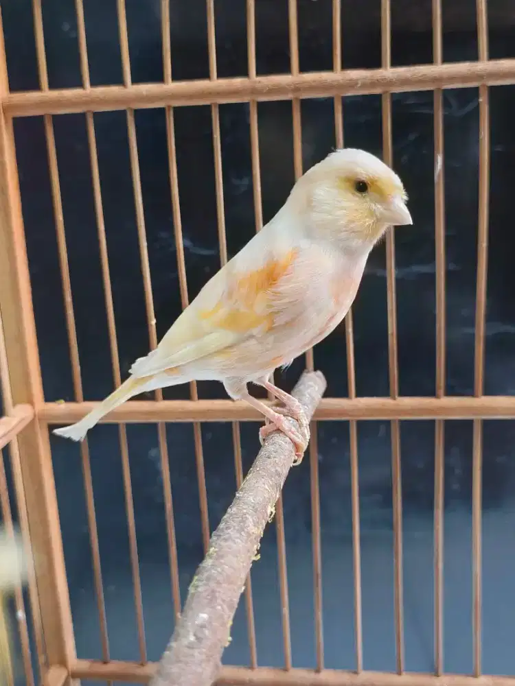 Kenari betina warna cantik