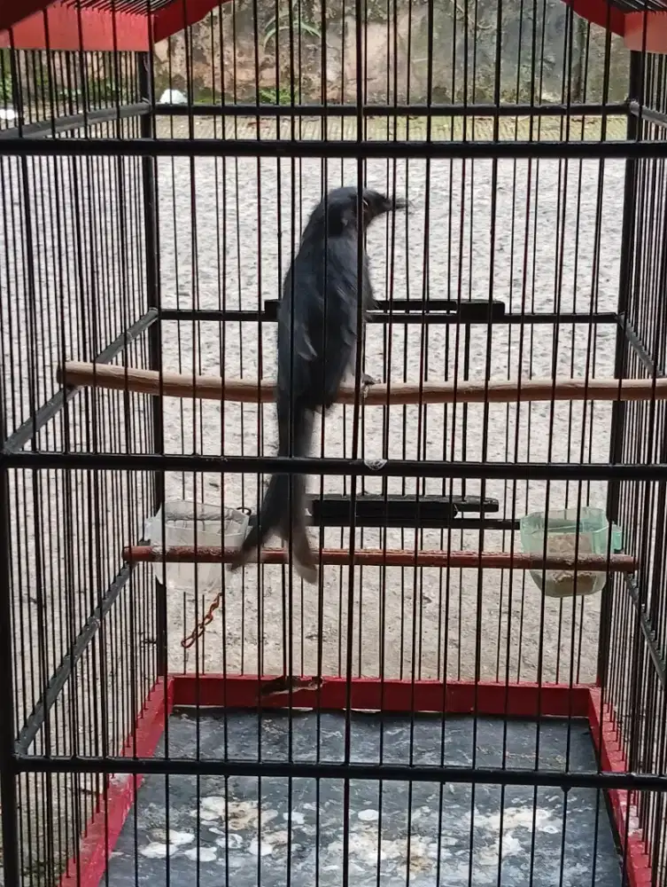Burung srigunting abu rajin bunyi