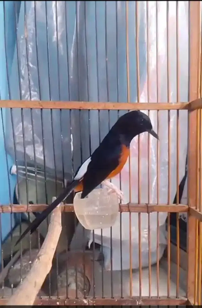 Murai batu..harian bunyi..