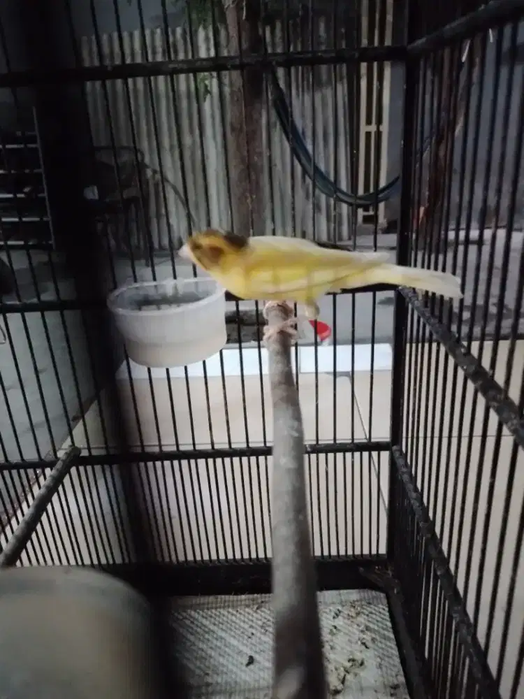 kenari loper warana kuning ada hitamnya