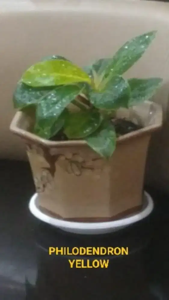 Tanaman Philodendron Yellow.