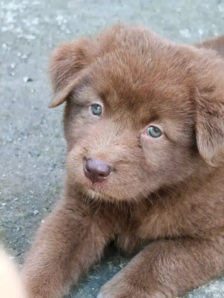 anjing labrador choco