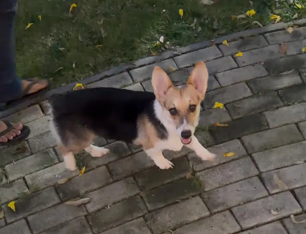 Dijual Cepat Corgie Tri Color BIGBONE