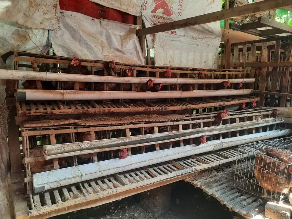 Dijual ayam petelur umur 7 bulan siap panen telur setiap hari