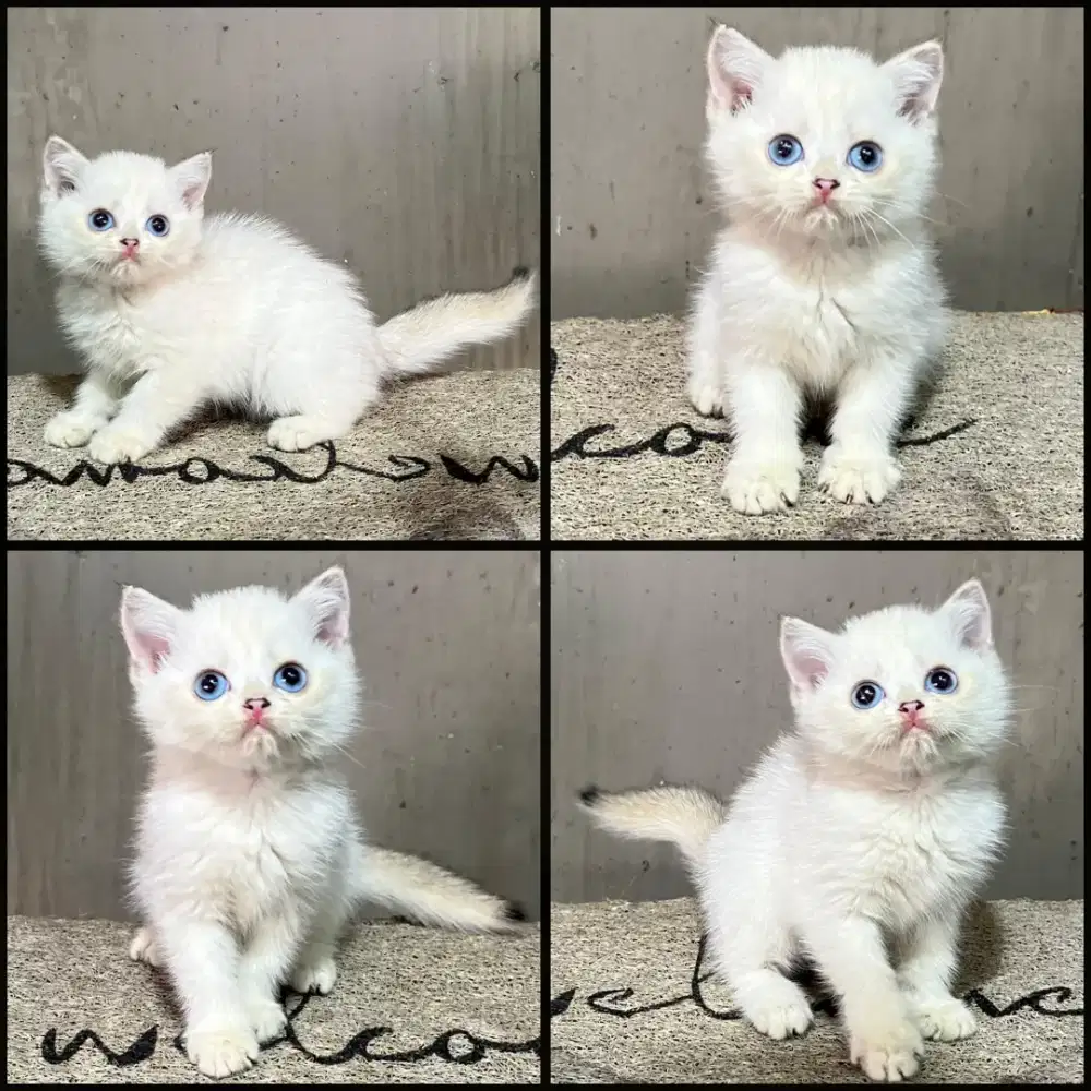 Kucing bsh golden point