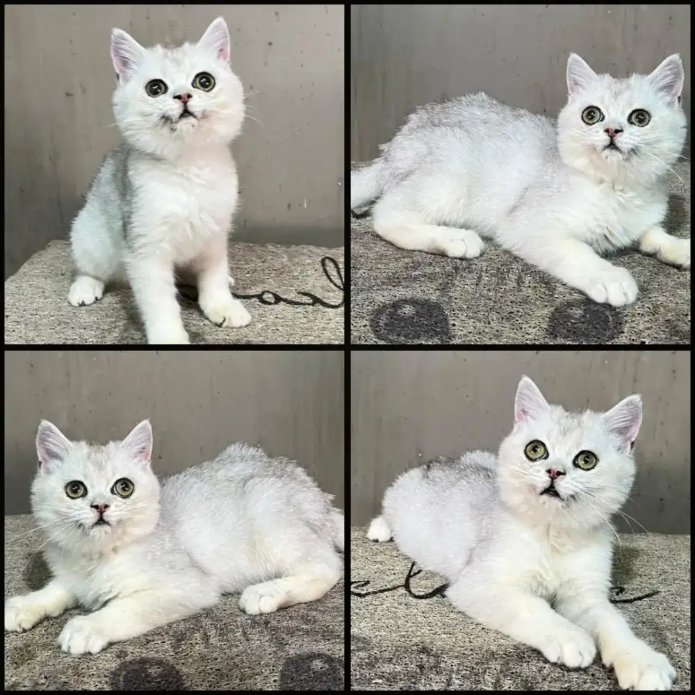 Kucing bsh silver saded
