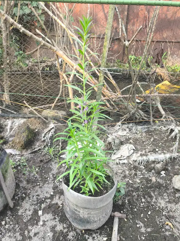 Tanaman Lavender Bunga Ungu Wangi Anti Nyamuk