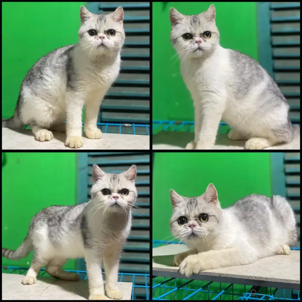 Kucing bsh murah silver