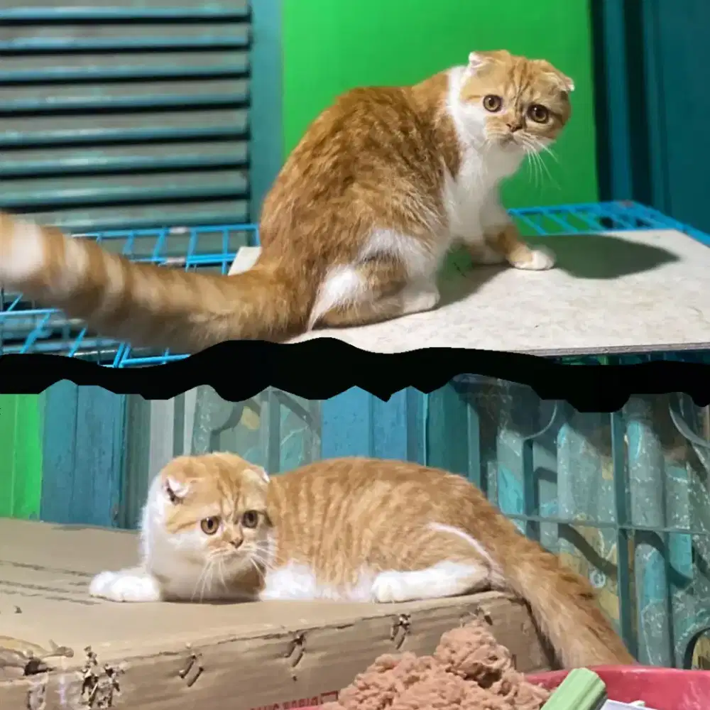 Kucing scottish fold betina