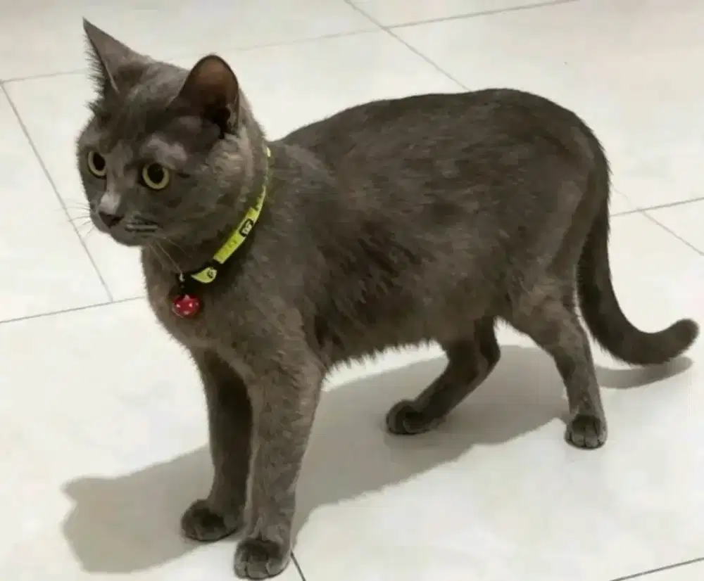 Kucing bsh abu tortie