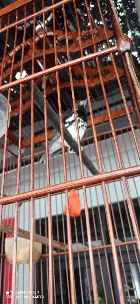 JUAL ANIS KEMBANG GACOR