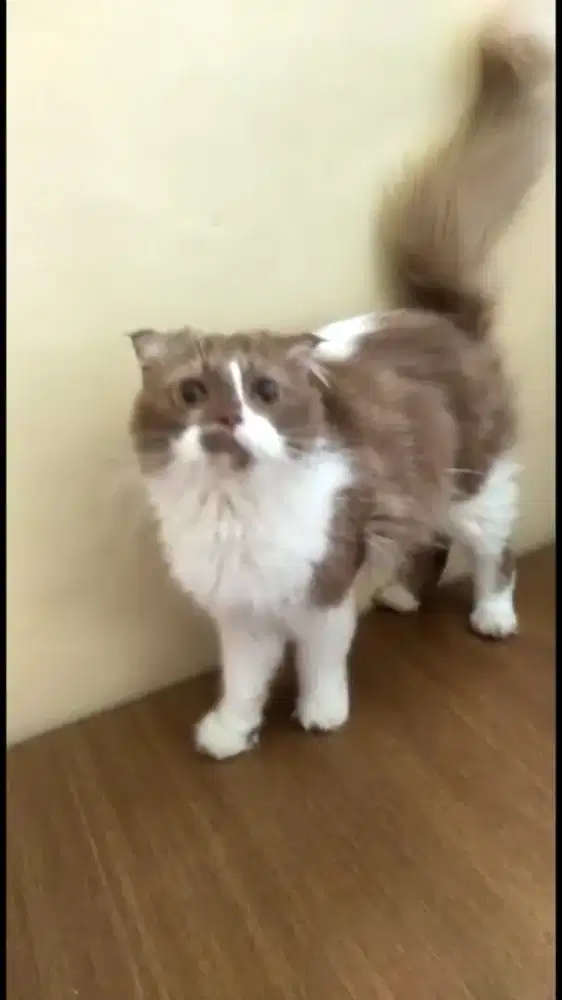 Scottish fold cinnamon