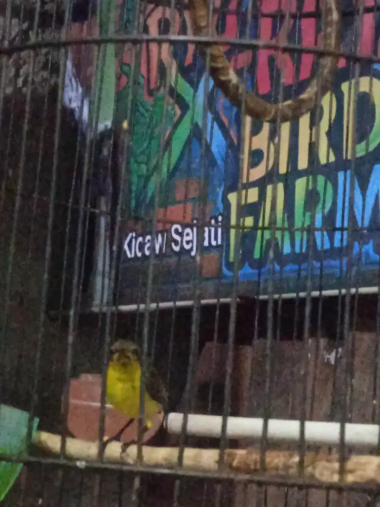 Masteran Trotol Jantan