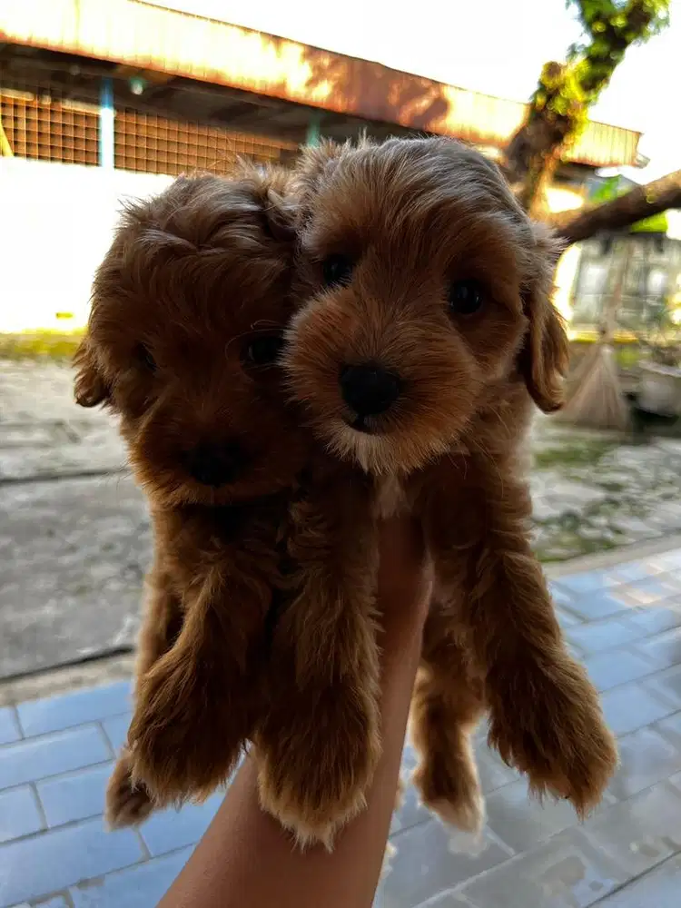 TOY POODLE MURAH