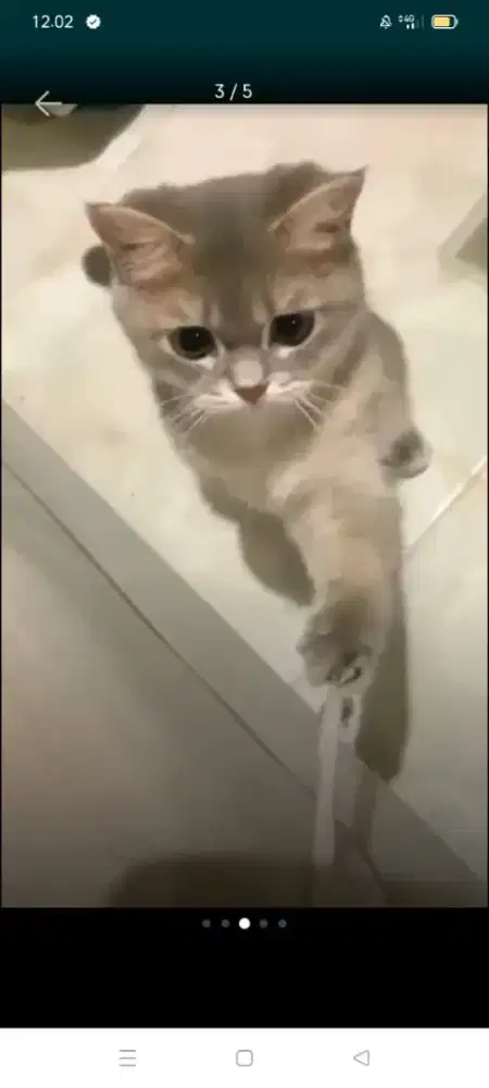 BSH golden blue (betina)