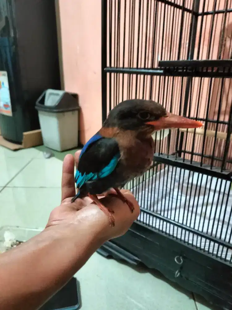 Tengkek udang jinak suara menggelegar