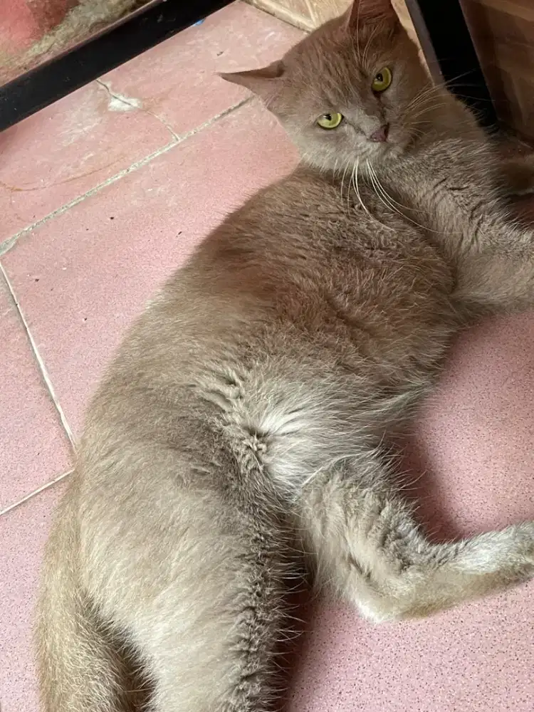 BSH LILAC Betina