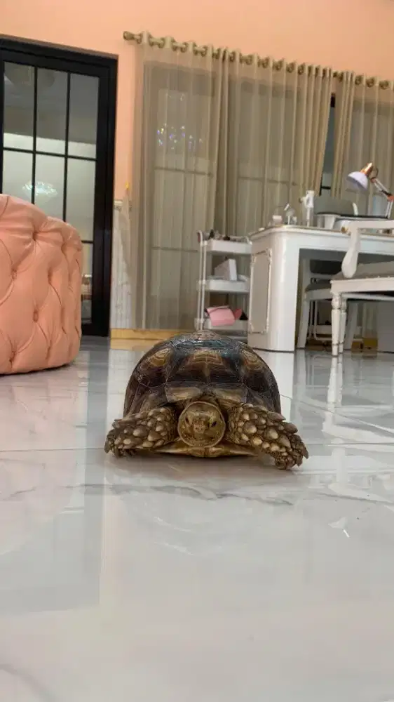 SULCATA BETINA 3 TAHUN