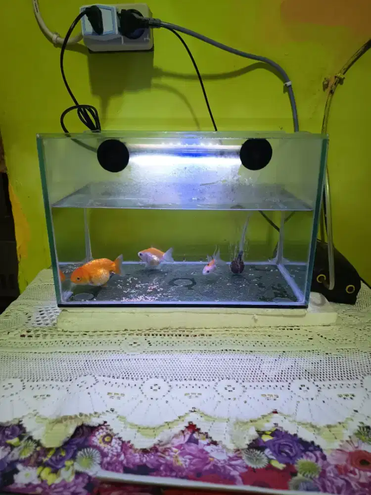 Aquarium 30x25 dan perlengkapannya