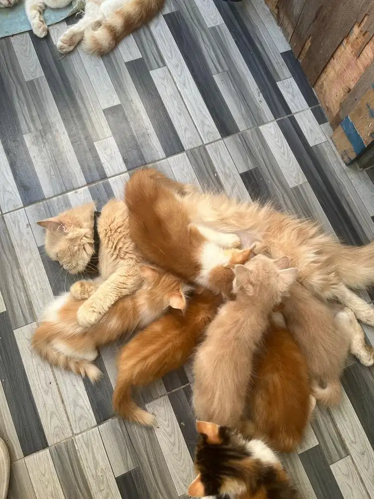 FREE ADOPT KITTEN