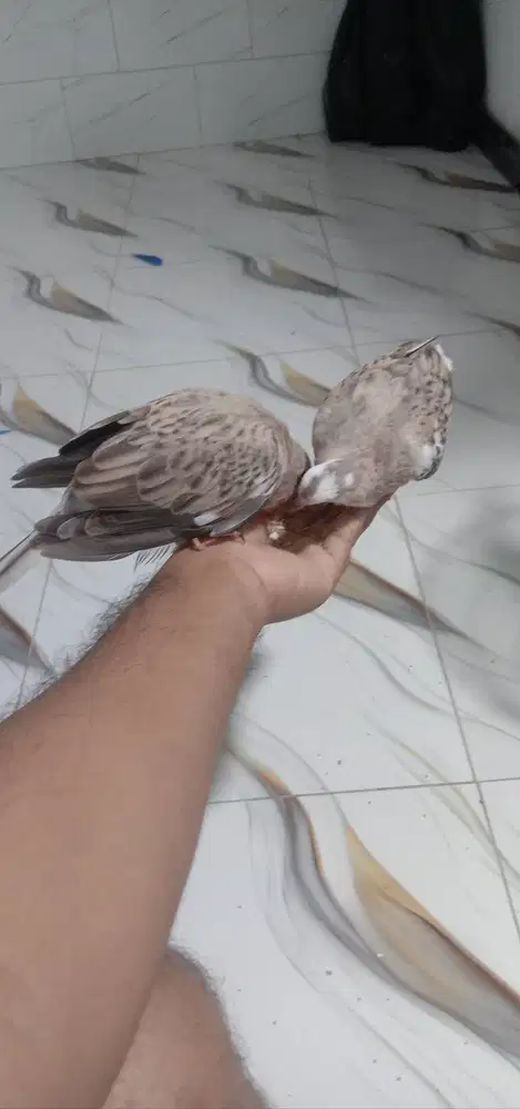 Sepasang Tekukur jinak dr induk kuk2 x kuk2x Kuk2