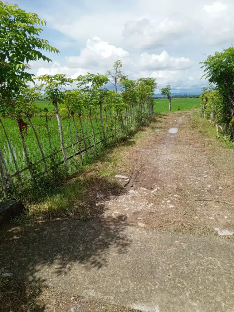 Di jual tanah sawah di Aceh besar