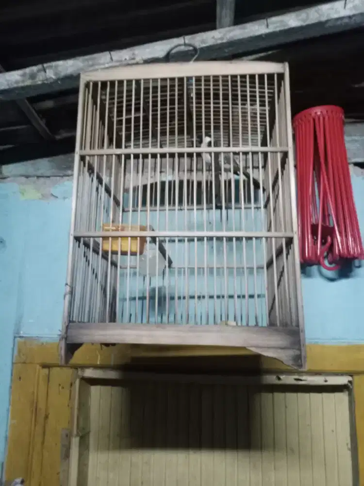 Kutilang jantan rajin