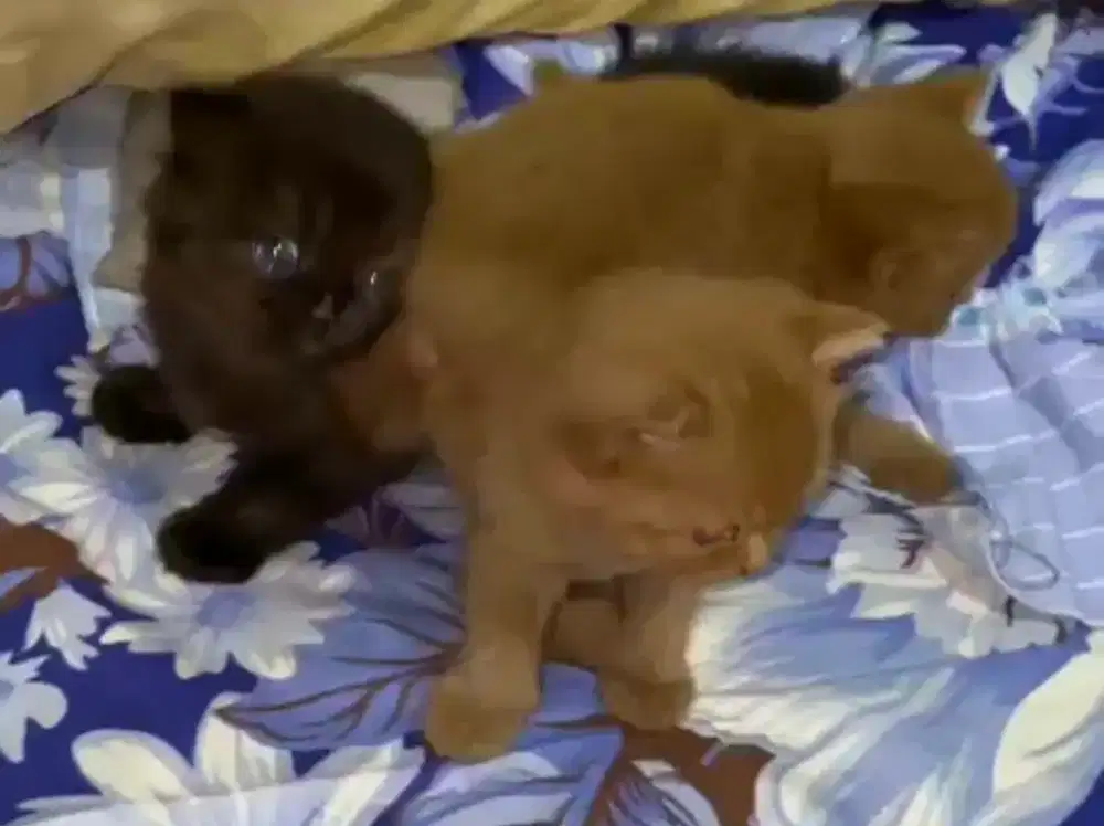 BSH CINNAMON masih menyusui