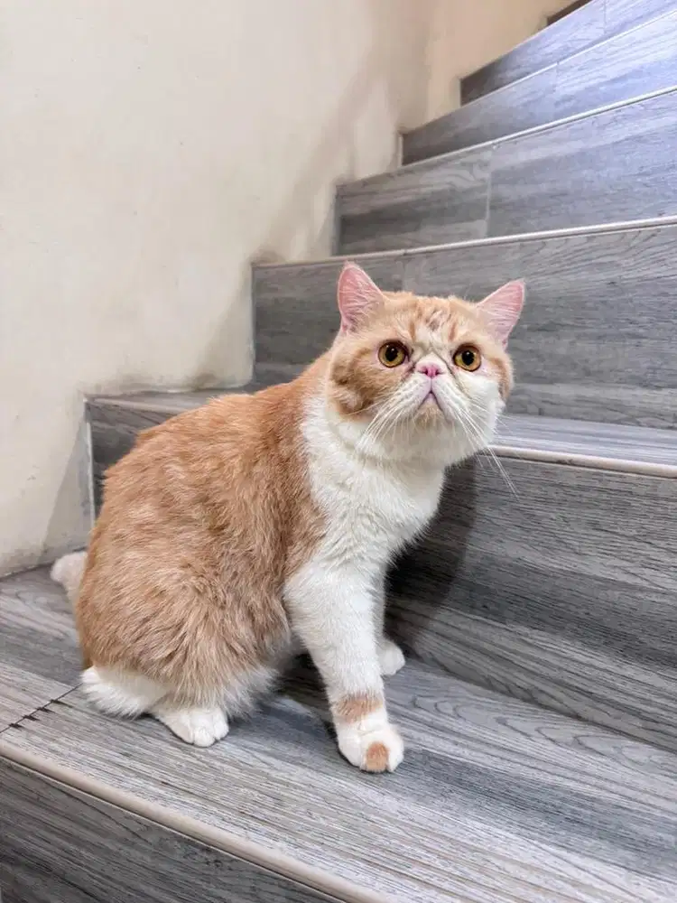 Kucing Exotic Shorthair Peaknose Jantan