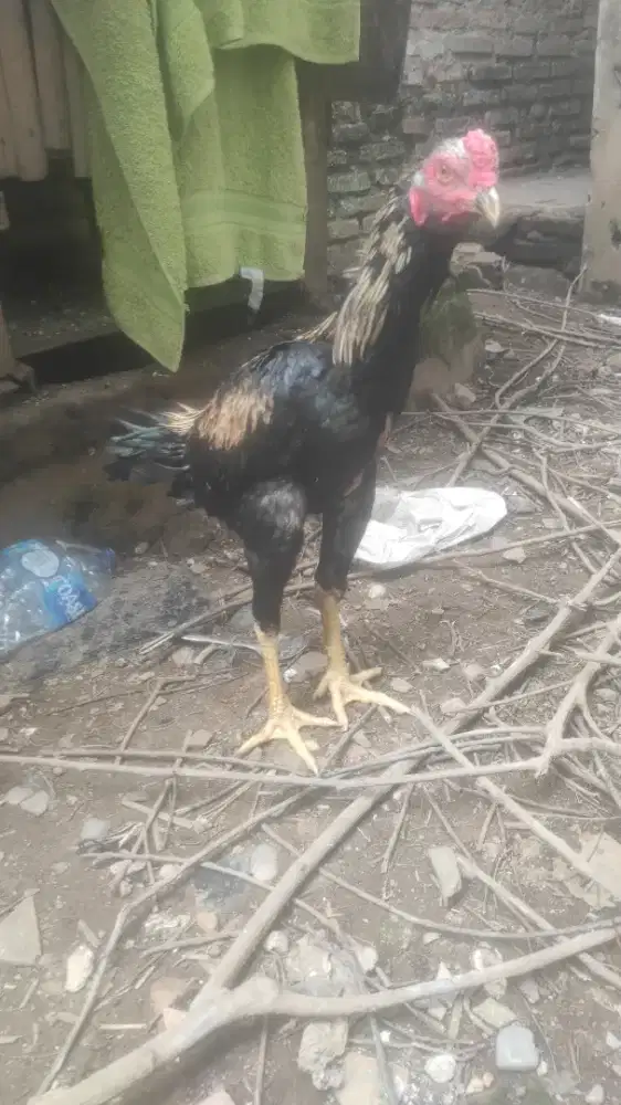 ayam Bangkok muda