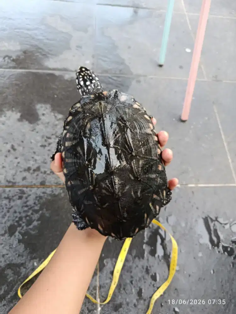 Kura kura hamiltoni jantan