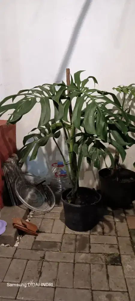 Jual Monstera Deliciosa Dewasa Besar