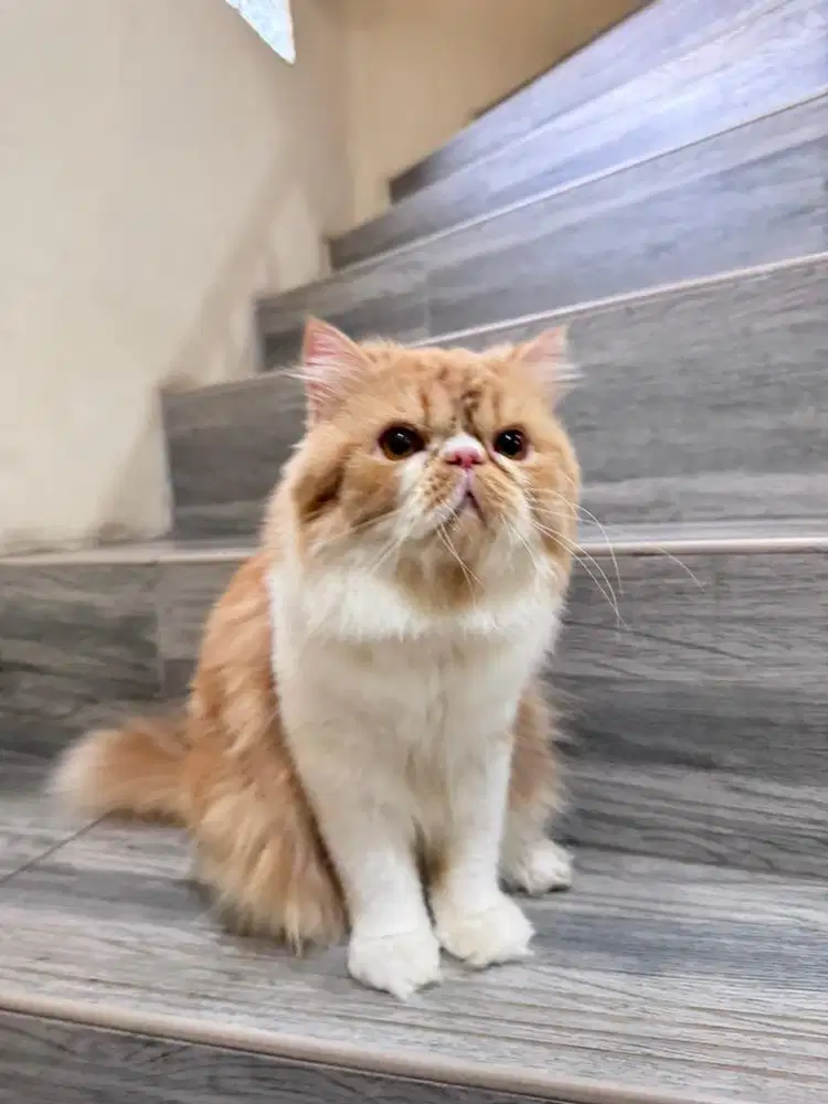Kucing Persia Long Hair Jantan