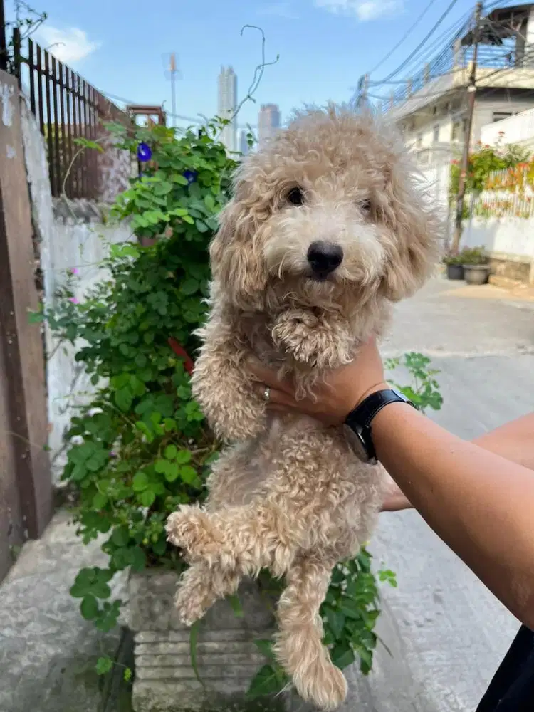 Toy Poodle Murni Usia 7 Bulan Sehat Lincah Bulu Tebal