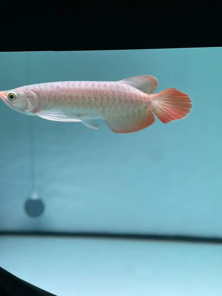 Arwana super red 24cm Up