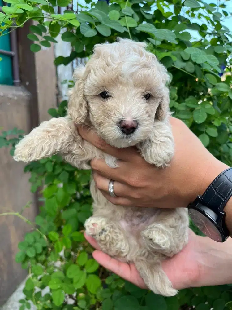 Toy Poodle Murni Sehat Lincah Bulu Tebal