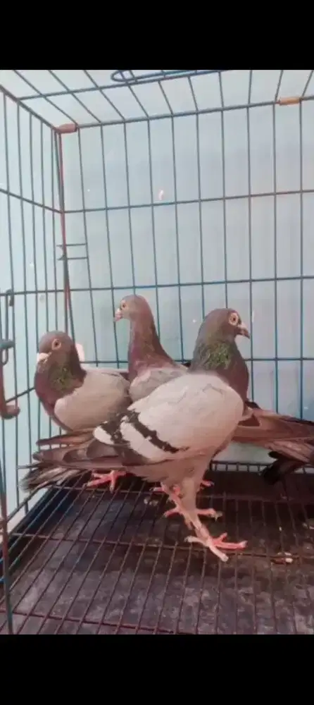Merpati POS Juara buat ternak