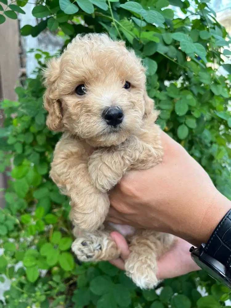 Toy Poodle Murni Sehat Lincah Bulu Tebal