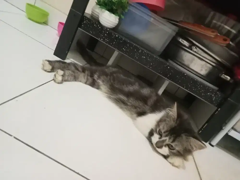 Lepas Adops kitten 3bln