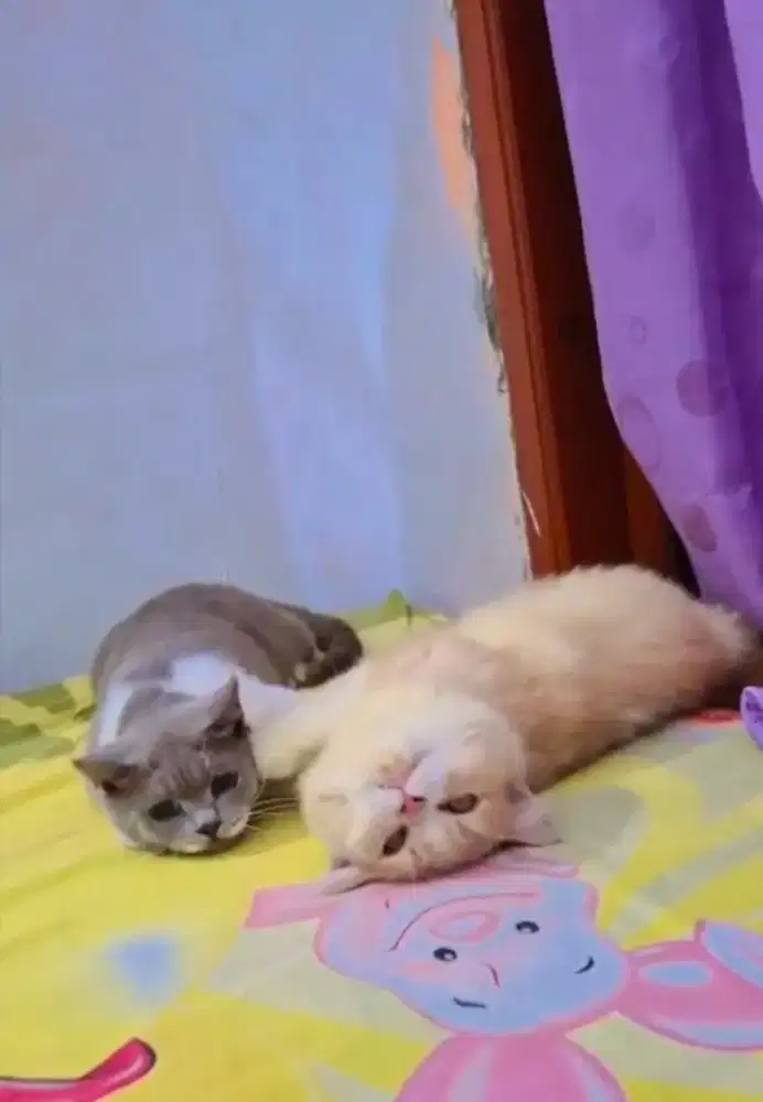 BSH Lilac ( jantan)
